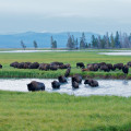 Yellowstone - Manada de bisontes