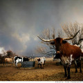 Ruta 66 + Texas 8