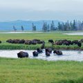 Viajar a Yellowstone 1