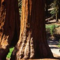Viajar a Yosemite 2