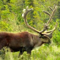 Viaje Alaska 7
