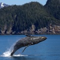 Viaje Alaska 8